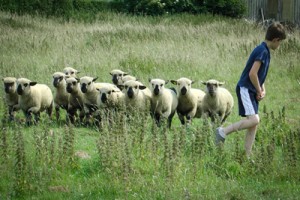 Les moutons Hampshire