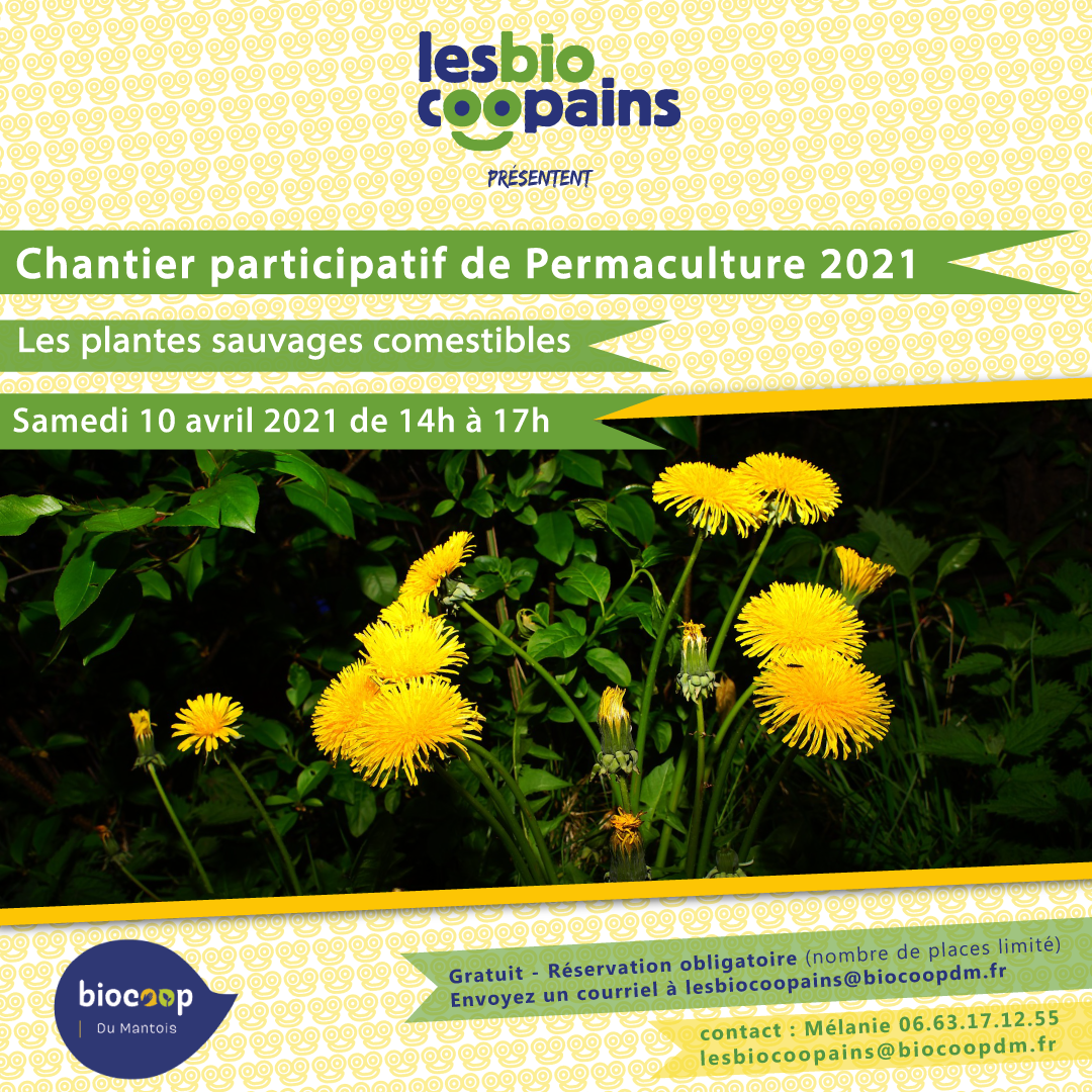 Chantier participatif permacole n°6 sur les plantes sauvages comestibles, samedi 10 avril 2021 de 14h à 17h à Epône