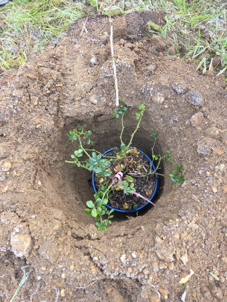 Une  haie nourricière pour notre magasin !